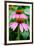 Pink Coneflowers I-Laura DeNardo-Framed Photographic Print