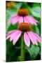 Pink Coneflowers I-Laura DeNardo-Mounted Photographic Print