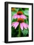 Pink Coneflowers I-Laura DeNardo-Framed Photographic Print