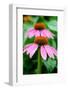 Pink Coneflowers I-Laura DeNardo-Framed Photographic Print