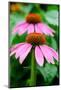 Pink Coneflowers I-Laura DeNardo-Mounted Photographic Print