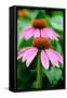 Pink Coneflowers I-Laura DeNardo-Framed Stretched Canvas