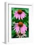 Pink Coneflowers II-Laura DeNardo-Framed Photographic Print