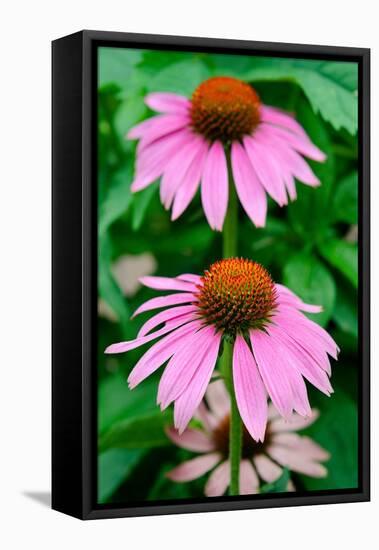 Pink Coneflowers II-Laura DeNardo-Framed Stretched Canvas