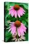 Pink Coneflowers II-Laura DeNardo-Stretched Canvas