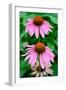 Pink Coneflowers II-Laura DeNardo-Framed Photographic Print