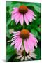 Pink Coneflowers II-Laura DeNardo-Mounted Photographic Print