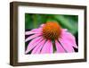 Pink Coneflowers III-Laura DeNardo-Framed Photographic Print