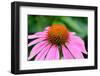 Pink Coneflowers III-Laura DeNardo-Framed Photographic Print