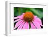 Pink Coneflowers III-Laura DeNardo-Framed Photographic Print