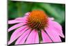 Pink Coneflowers III-Laura DeNardo-Mounted Photographic Print