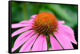 Pink Coneflowers III-Laura DeNardo-Framed Stretched Canvas