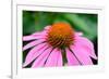 Pink Coneflowers III-Laura DeNardo-Framed Photographic Print