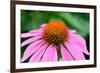 Pink Coneflowers III-Laura DeNardo-Framed Photographic Print