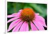 Pink Coneflowers III-Laura DeNardo-Framed Photographic Print