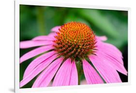 Pink Coneflowers III-Laura DeNardo-Framed Photographic Print