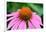 Pink Coneflowers III-Laura DeNardo-Framed Photographic Print