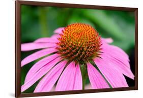 Pink Coneflowers III-Laura DeNardo-Framed Photographic Print