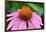 Pink Coneflowers III-Laura DeNardo-Framed Photographic Print