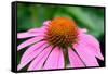 Pink Coneflowers III-Laura DeNardo-Framed Stretched Canvas