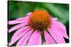 Pink Coneflowers III-Laura DeNardo-Stretched Canvas