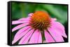 Pink Coneflowers III-Laura DeNardo-Framed Stretched Canvas