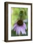 Pink Coneflowers-Anna Miller-Framed Photographic Print