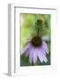 Pink Coneflowers-Anna Miller-Framed Photographic Print