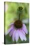 Pink Coneflowers-Anna Miller-Stretched Canvas