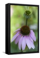 Pink Coneflowers-Anna Miller-Framed Stretched Canvas