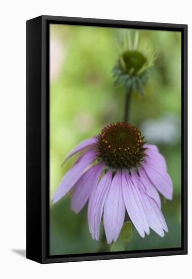 Pink Coneflowers-Anna Miller-Framed Stretched Canvas