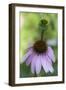 Pink Coneflowers-Anna Miller-Framed Photographic Print