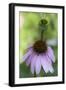 Pink Coneflowers-Anna Miller-Framed Photographic Print