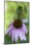Pink Coneflowers-Anna Miller-Mounted Photographic Print
