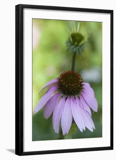 Pink Coneflowers-Anna Miller-Framed Photographic Print