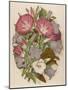 Pink Convolvulus (Bindweed) and Blue and White Campanula Medium Canterbury Bell) Depicted with Bees-null-Mounted Art Print