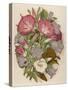 Pink Convolvulus (Bindweed) and Blue and White Campanula Medium Canterbury Bell) Depicted with Bees-null-Stretched Canvas