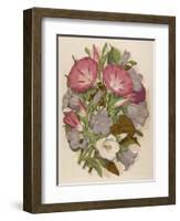 Pink Convolvulus (Bindweed) and Blue and White Campanula Medium Canterbury Bell) Depicted with Bees-null-Framed Art Print