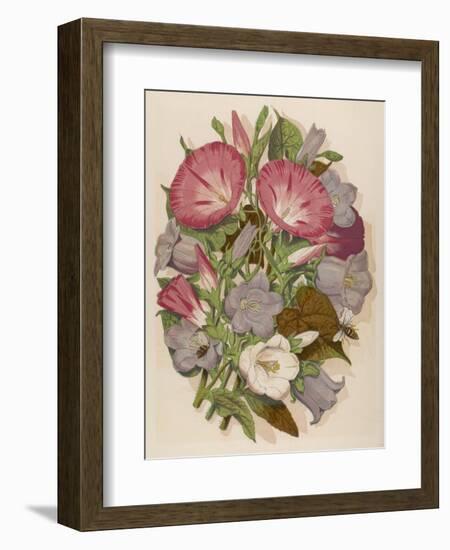 Pink Convolvulus (Bindweed) and Blue and White Campanula Medium Canterbury Bell) Depicted with Bees-null-Framed Art Print