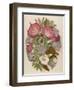 Pink Convolvulus (Bindweed) and Blue and White Campanula Medium Canterbury Bell) Depicted with Bees-null-Framed Art Print