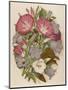 Pink Convolvulus (Bindweed) and Blue and White Campanula Medium Canterbury Bell) Depicted with Bees-null-Mounted Art Print