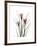 Pink Crocus Portrait-Albert Koetsier-Framed Premium Giclee Print