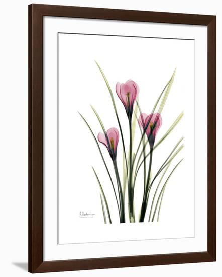 Pink Crocus Portrait-Albert Koetsier-Framed Premium Giclee Print