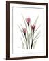 Pink Crocus Portrait-Albert Koetsier-Framed Premium Giclee Print