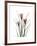 Pink Crocus Portrait-Albert Koetsier-Framed Premium Giclee Print