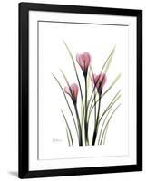 Pink Crocus Portrait-Albert Koetsier-Framed Premium Giclee Print