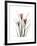 Pink Crocus Portrait-Albert Koetsier-Framed Premium Giclee Print