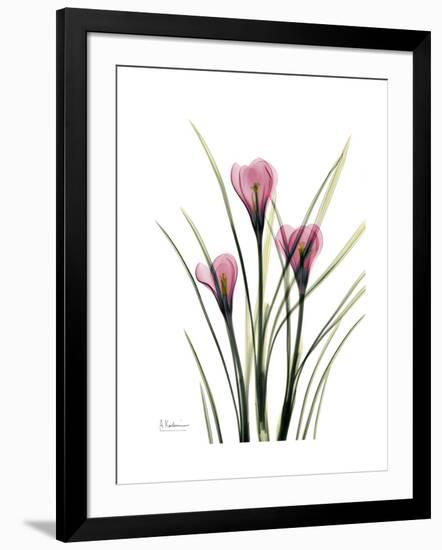 Pink Crocus Portrait-Albert Koetsier-Framed Premium Giclee Print