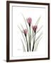 Pink Crocus Portrait-Albert Koetsier-Framed Premium Giclee Print