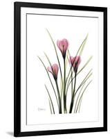 Pink Crocus Portrait-Albert Koetsier-Framed Premium Giclee Print